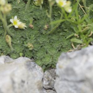 Photographie n°689486 du taxon Saxifraga delphinensis Ravaud [1890]