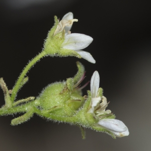 Photographie n°689492 du taxon Saxifraga delphinensis Ravaud [1890]