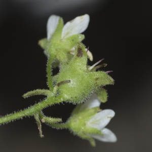 Photographie n°689493 du taxon Saxifraga delphinensis Ravaud [1890]