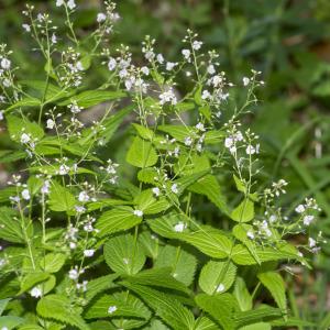 Photographie n°689504 du taxon Veronica urticifolia Jacq.