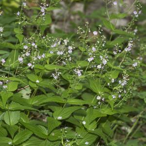 Photographie n°689506 du taxon Veronica urticifolia Jacq.