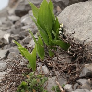 Photographie n°689518 du taxon Convallaria majalis L. [1753]