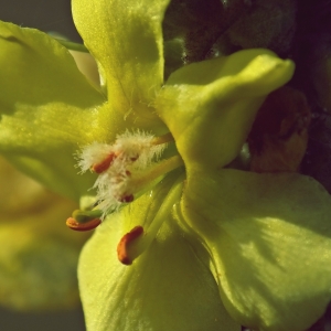 Photographie n°689525 du taxon Verbascum phlomoides L. [1753]