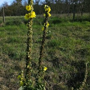 Photographie n°689526 du taxon Verbascum phlomoides L. [1753]