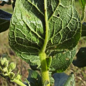 Photographie n°689527 du taxon Verbascum phlomoides L. [1753]