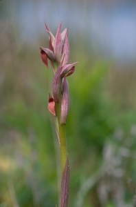 Philippe Thomas, le 11 mai 2003 (40110 Arjuzanx, France)