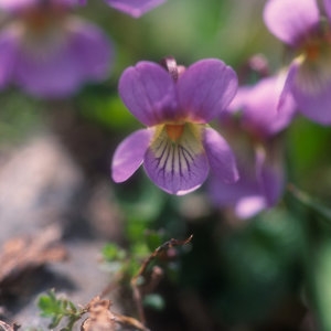 Viola pyrenaica subsp. montserratii Fern.Casado & Nava (Violette des Pyrénées)