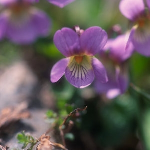 Viola pyrenaica Ramond ex DC. (Violette des Pyrénées)