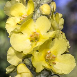 Photographie n°689772 du taxon Verbascum thapsus subsp. thapsus