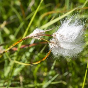 Photographie n°689780 du taxon Eriophorum angustifolium Honck. [1782]