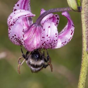 Photographie n°689785 du taxon Lilium martagon L.