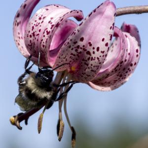 Photographie n°689788 du taxon Lilium martagon L.