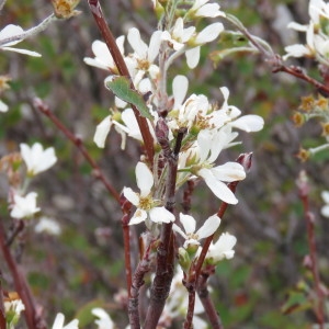 Photographie n°689802 du taxon Amelanchier ovalis Medik. [1793]