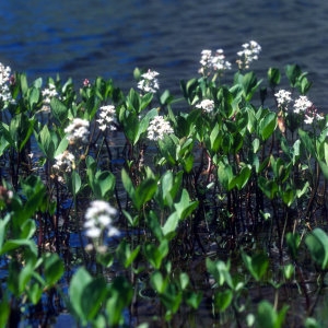 Photographie n°689834 du taxon Menyanthes trifoliata L. [1753]