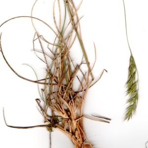 - Festuca laevigata subsp. laevigata
