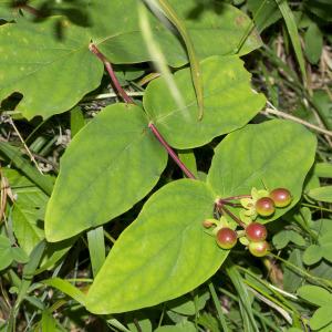 Photographie n°689900 du taxon Hypericum androsaemum L.