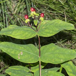 Photographie n°689903 du taxon Hypericum androsaemum L.