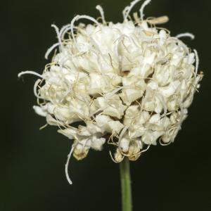 Photographie n°689917 du taxon Cephalaria leucantha (L.) Schrad. ex Roem. & Schult. [1818]