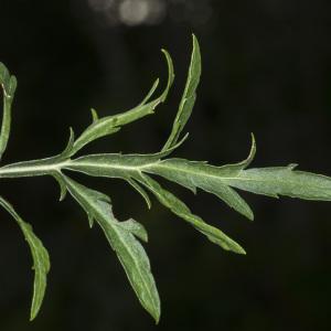 Photographie n°689921 du taxon Cephalaria leucantha (L.) Schrad. ex Roem. & Schult. [1818]