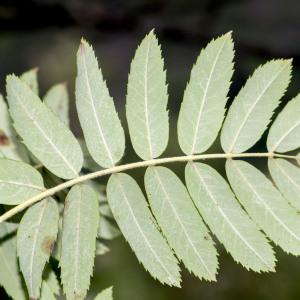 Photographie n°689943 du taxon Sorbus domestica L.