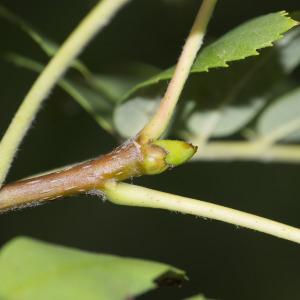 Photographie n°689944 du taxon Sorbus domestica L.