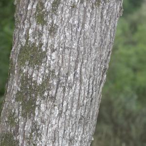 Photographie n°689945 du taxon Sorbus domestica L.