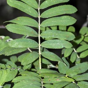 Photographie n°689947 du taxon Sorbus domestica L.