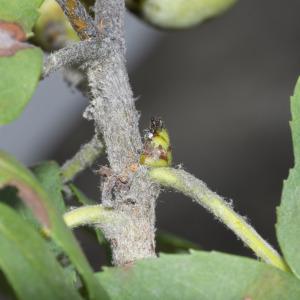 Photographie n°689952 du taxon Sorbus domestica L.