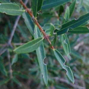 Photographie n°689957 du taxon Phillyrea angustifolia L. [1753]