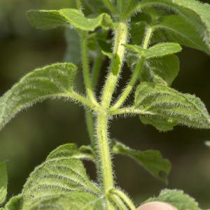 Photographie n°689966 du taxon Mentha aquatica L.