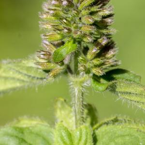 Photographie n°689967 du taxon Mentha aquatica L.