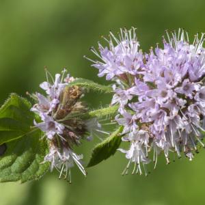 Photographie n°689968 du taxon Mentha aquatica L.