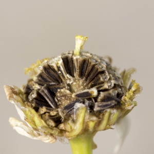 Photographie n°689974 du taxon Tripleurospermum inodorum (L.) Sch.Bip. [1844]
