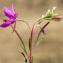  Jean-Jacques Houdré - Epilobium dodonaei Vill.