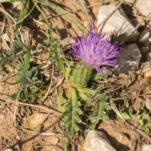 Photographie n°690047 du taxon Cirsium acaulon (L.) Scop.