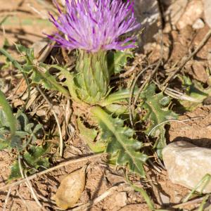 Photographie n°690048 du taxon Cirsium acaulon (L.) Scop.