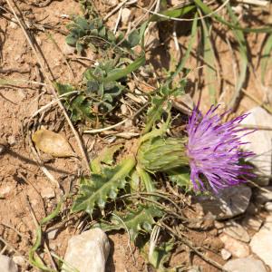 Photographie n°690049 du taxon Cirsium acaulon (L.) Scop.