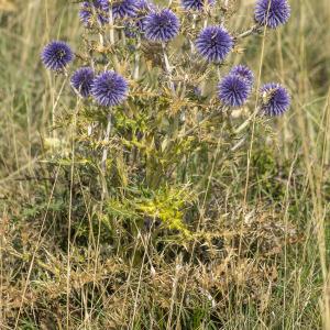 Photographie n°690053 du taxon Echinops ritro L.