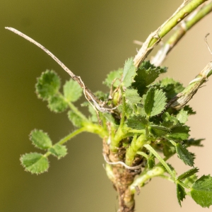 Photographie n°690056 du taxon Ononis striata Gouan [1773]