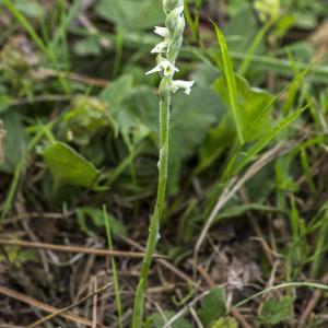 Photographie n°690075 du taxon Spiranthes spiralis (L.) Chevall. [1827]