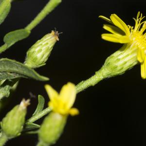 Photographie n°690085 du taxon Dittrichia viscosa (L.) Greuter