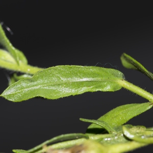 Photographie n°690086 du taxon Dittrichia viscosa (L.) Greuter