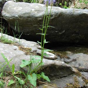 Photographie n°690259 du taxon Phyteuma spicatum L. [1753]