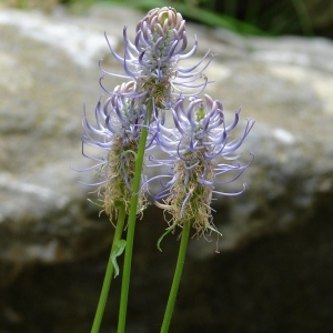 Photographie n°690261 du taxon Phyteuma spicatum L. [1753]