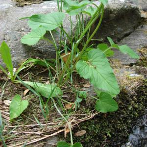 Photographie n°690265 du taxon Phyteuma spicatum L. [1753]