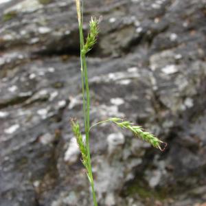 Photographie n°690279 du taxon Carex sylvatica Huds. [1762]