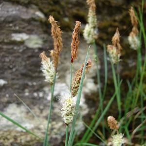 Photographie n°690283 du taxon Carex flacca Schreb. [1771]