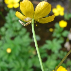 Photographie n°690301 du taxon Ranunculus repens L. [1753]