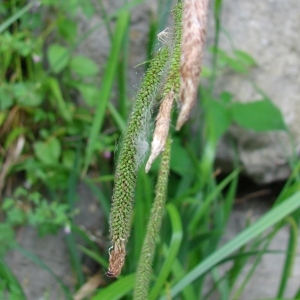 Photographie n°690304 du taxon Carex pendula Huds. [1762]