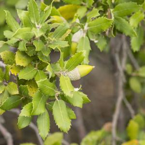 Photographie n°690322 du taxon Quercus ilex L.